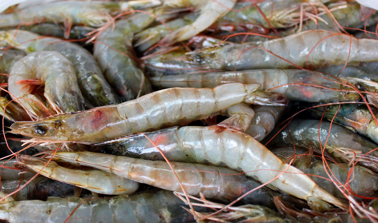 Lluvias hacen caer al sector camaronero de Honduras Diario El País