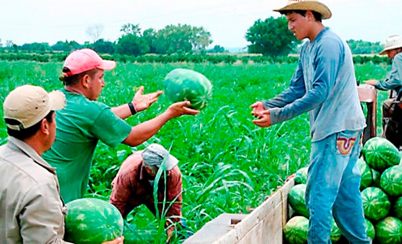 Sector agrícola preocupado por la suspensión de L.900 millones en  defeicomiso – EL PAIS