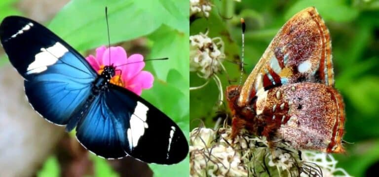 Festival de Mariposas Valle Esmeralda