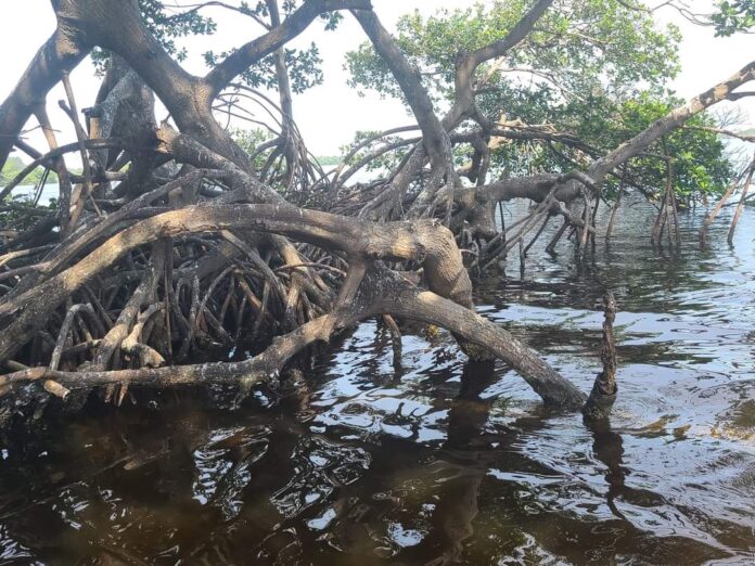 Los ambientalistas están preocupados por el desinterés con que se maneja la tena de esta isla.