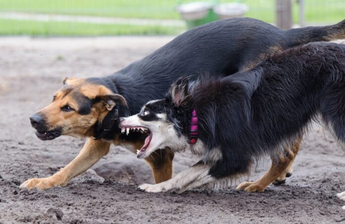 Ataque de perros