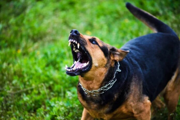 agredido por sus perros